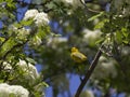 Happy Yellow Wilsons Warbler Bird Flowering Tree Royalty Free Stock Photo